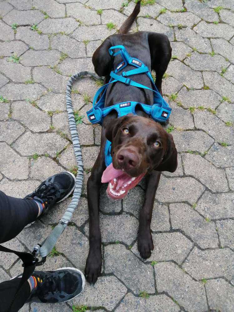 Hundetreffen-Canicross /laufen mit Hund 🏃🏼‍♀️🏃🏼‍♀️-Profilbild
