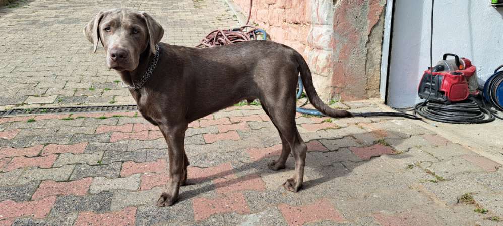 Hundetreffen-Trainings"Partner"-Profilbild