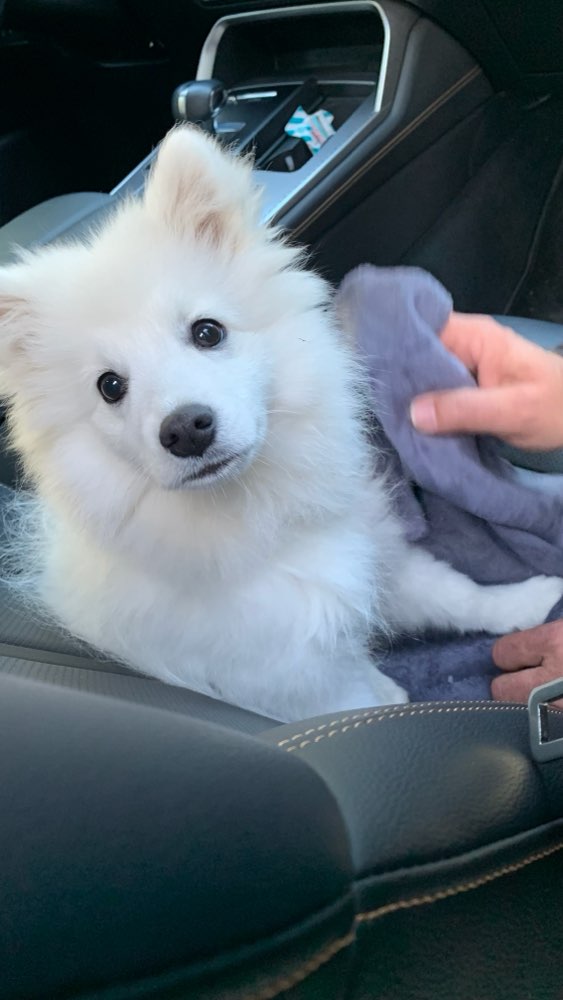 Hundetreffen-Gassigehen in Hallabruck und Hufschlag-Profilbild