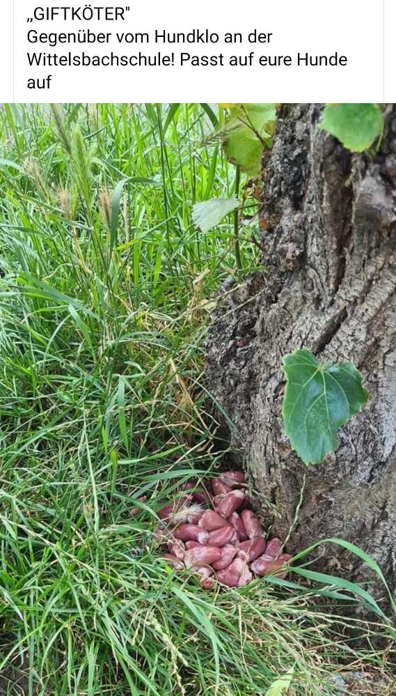 Giftköder-Giftköder-Profilbild