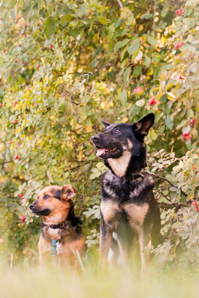 Hundetreffen-Ältere Hunde zum gemeinsamen Gassigehen gesucht-Profilbild