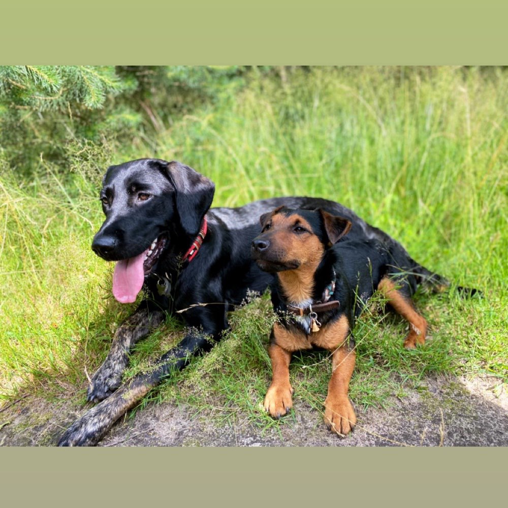 Hundetreffen-Spiel und Spaß beim Spazieren gehen gesucht-Profilbild