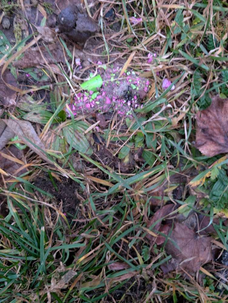 Giftköder-Vermutlich Giftköder (grün/pink)-Profilbild