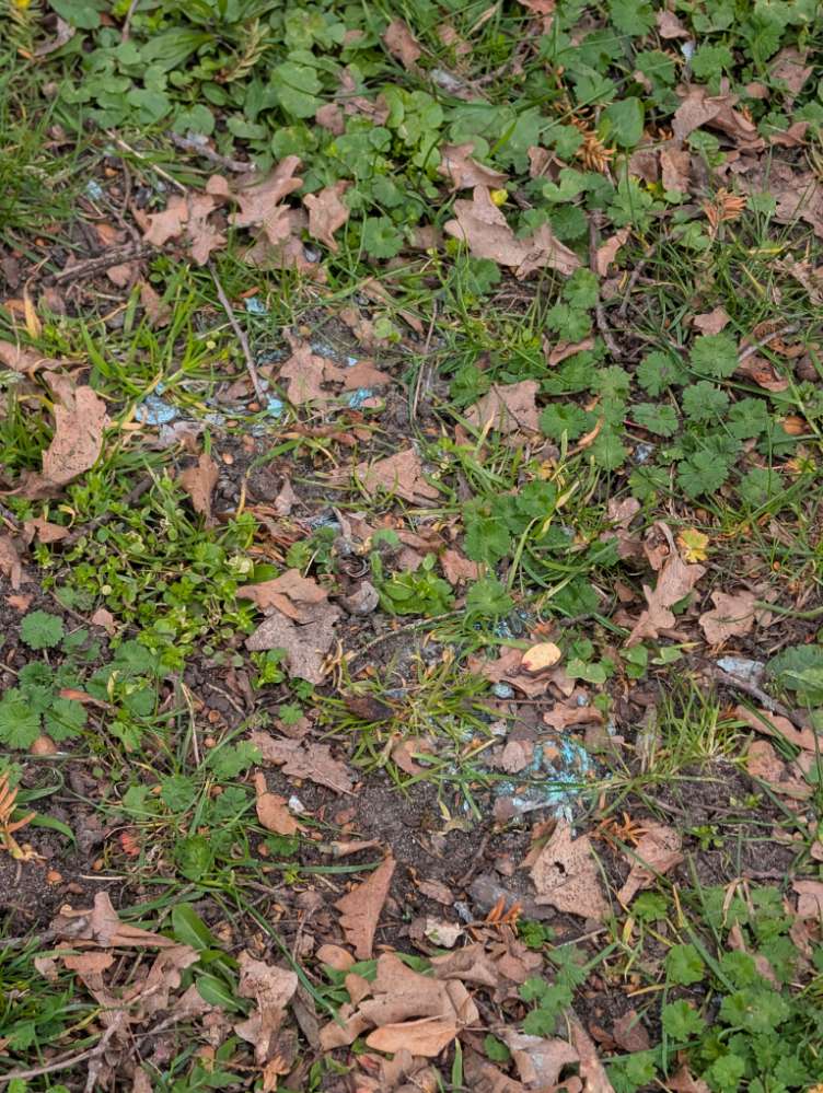 Giftköder-Vermeintlicher Giftköder-Profilbild