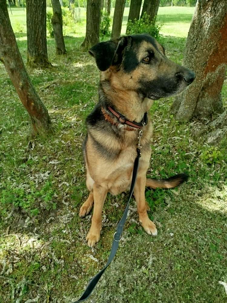Hundetreffen-Spiel-Treff-Profilbild