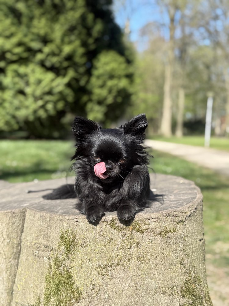 Hundetreffen-Spiele/Gassi/Trainings/Wanderrunde-Profilbild