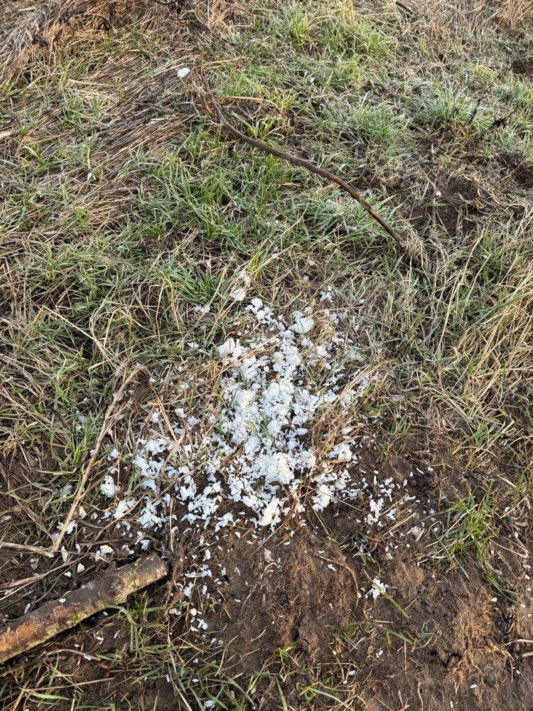 Giftköder-Giftköder-Profilbild