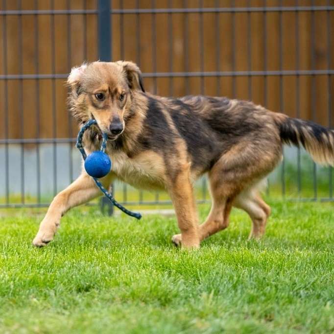 Hundetreffen-Hundefreund gesucht 💓-Profilbild