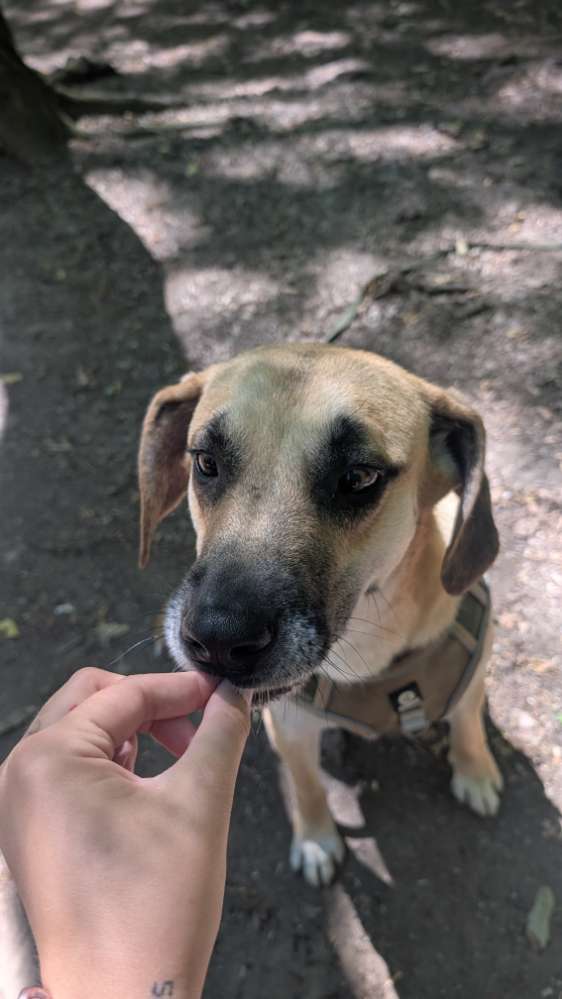 Hundetreffen-Toffee sucht Spiel/Gassipartner-Profilbild
