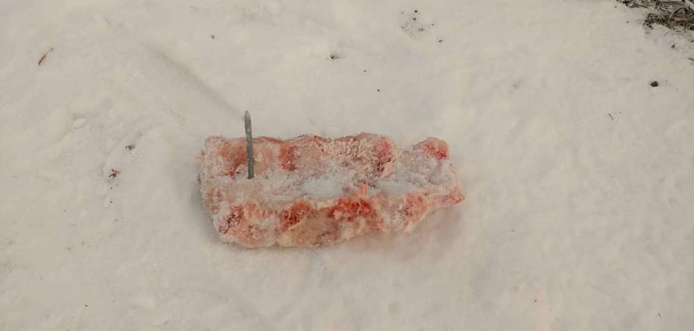 Giftköder-Mit Nägel gespicktes Fleisch ‼️‼️-Profilbild