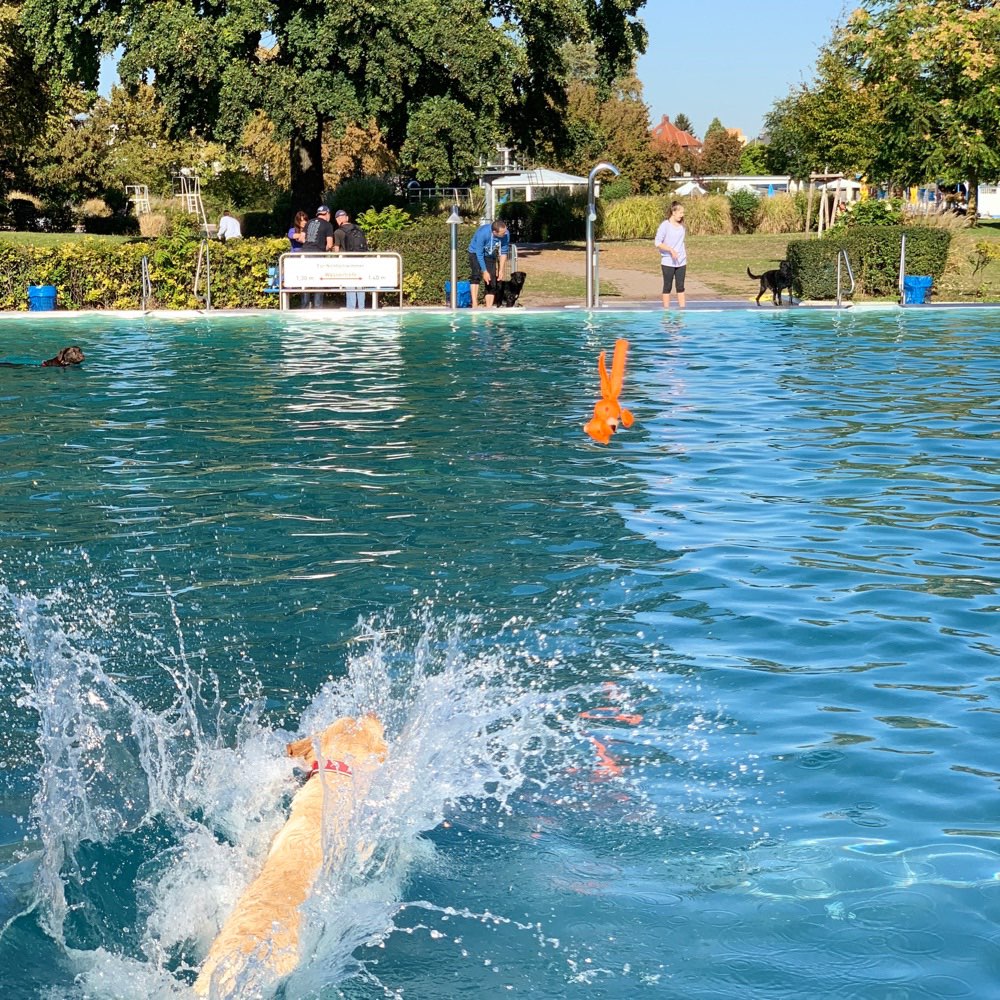 Hundetreffen-Hunde Buddy gesucht - Gassirunde um den Aasee-Profilbild