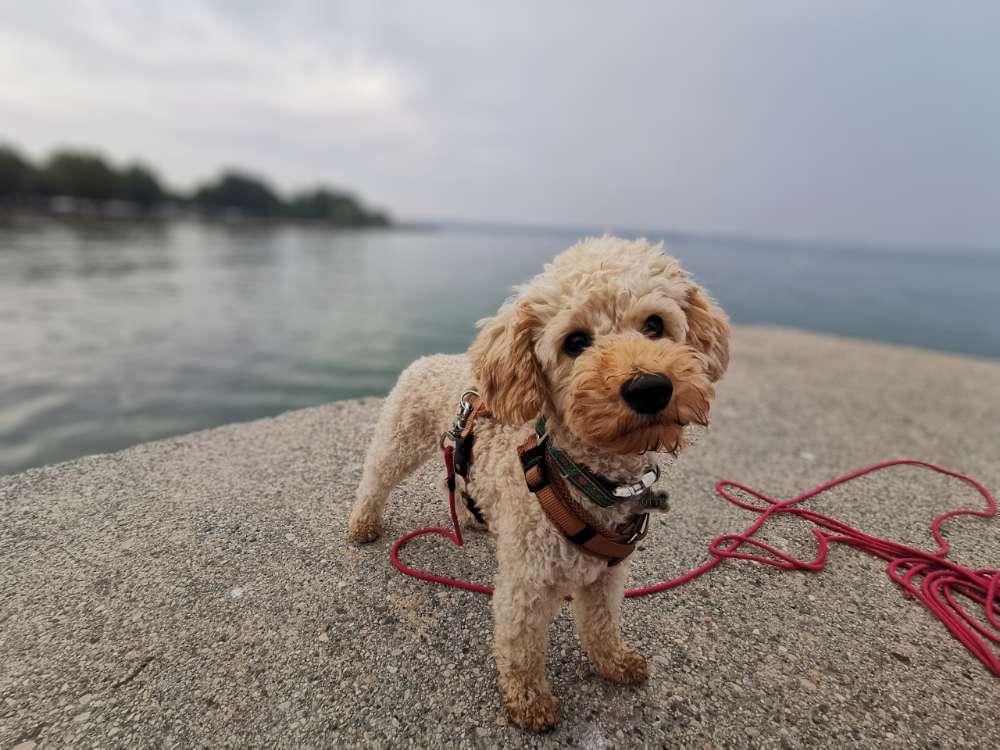 Hundetreffen-Zwergpudel-Profilbild