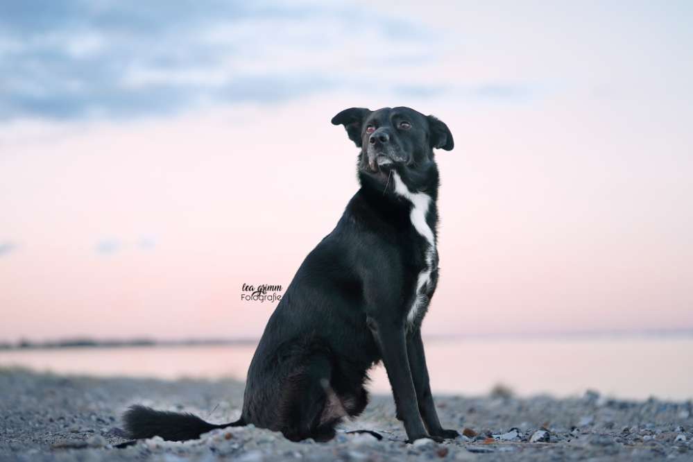 Hundetreffen-Hundefreunde und Trainingspartner gesucht-Profilbild