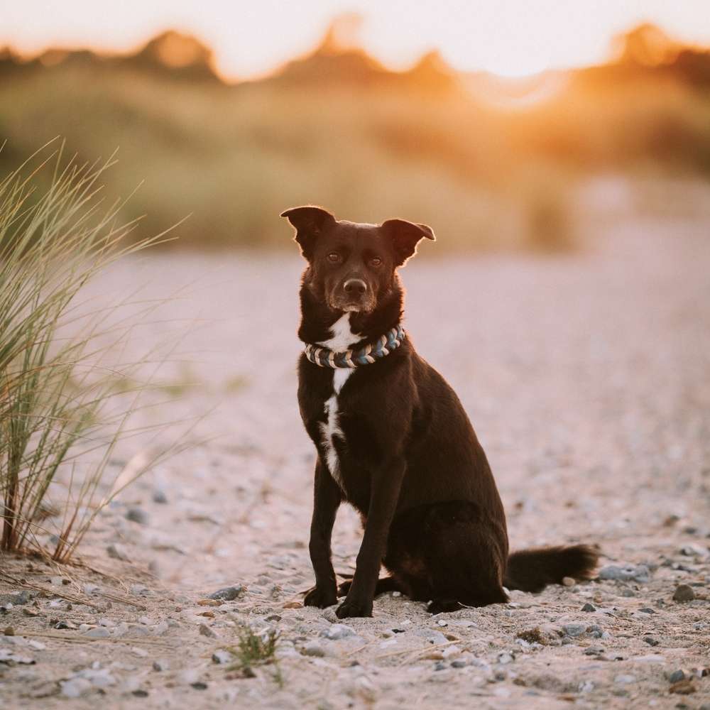 Hundetreffen-Hundefreunde und Trainingspartner gesucht-Profilbild