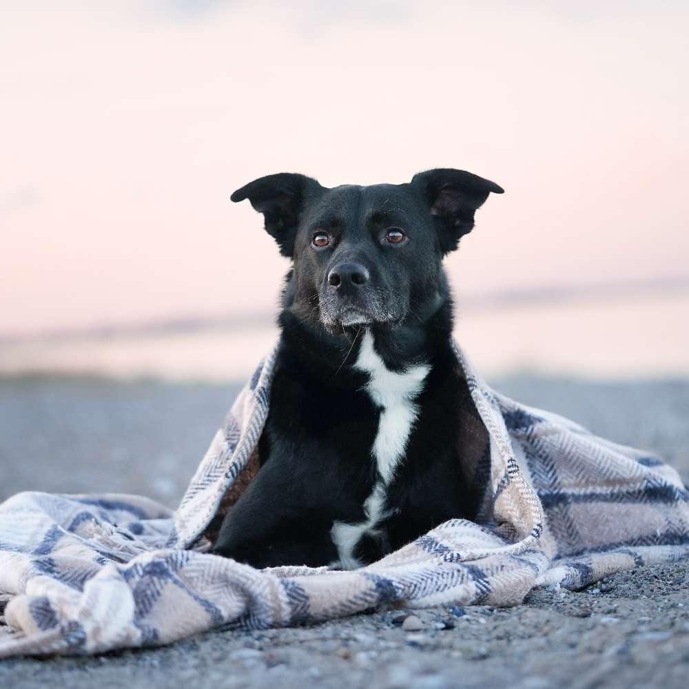 Hundetreffen-Hundefreunde und Trainingspartner gesucht-Profilbild