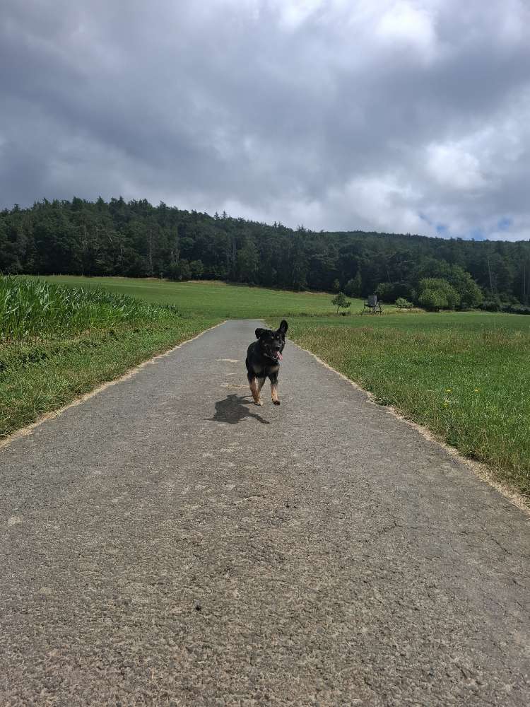 Hundetreffen-Hundefreunde gesucht 😇🐶-Profilbild