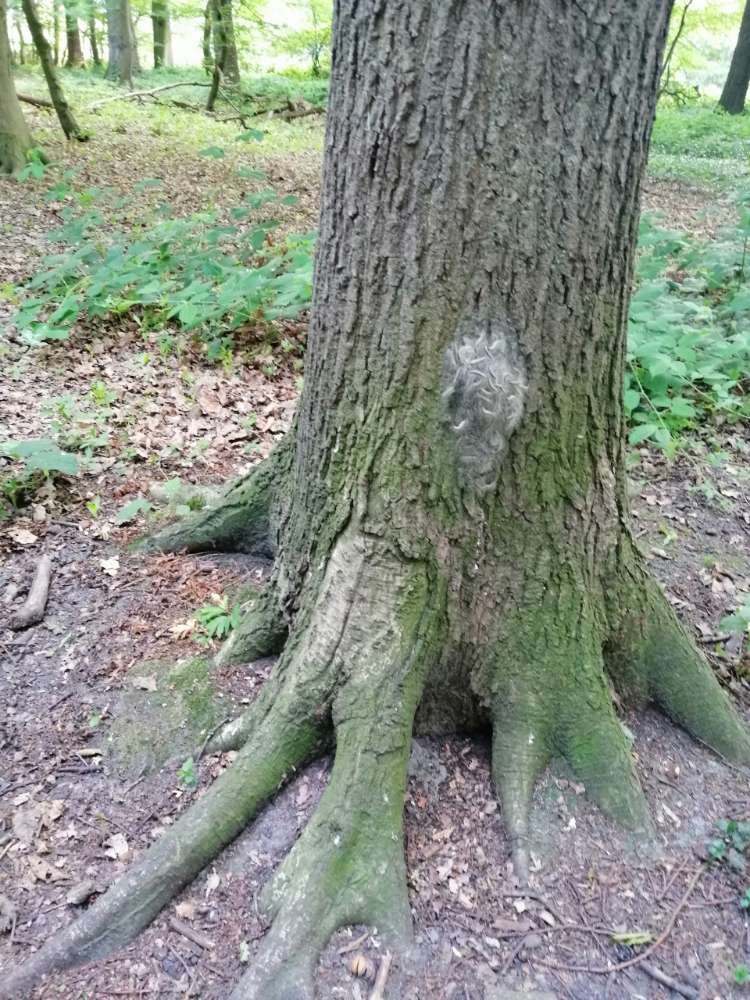 Giftköder-Eichenprozessionsspinner-Profilbild