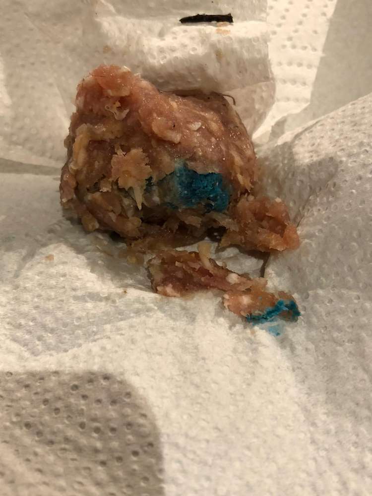 Giftköder-Giftköder ausgelegt-Profilbild