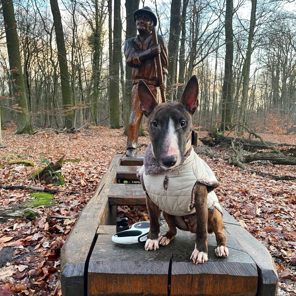 Hundetreffen-Gemeinsame Erkundungstouren und Tobereien 🐾❤️-Profilbild
