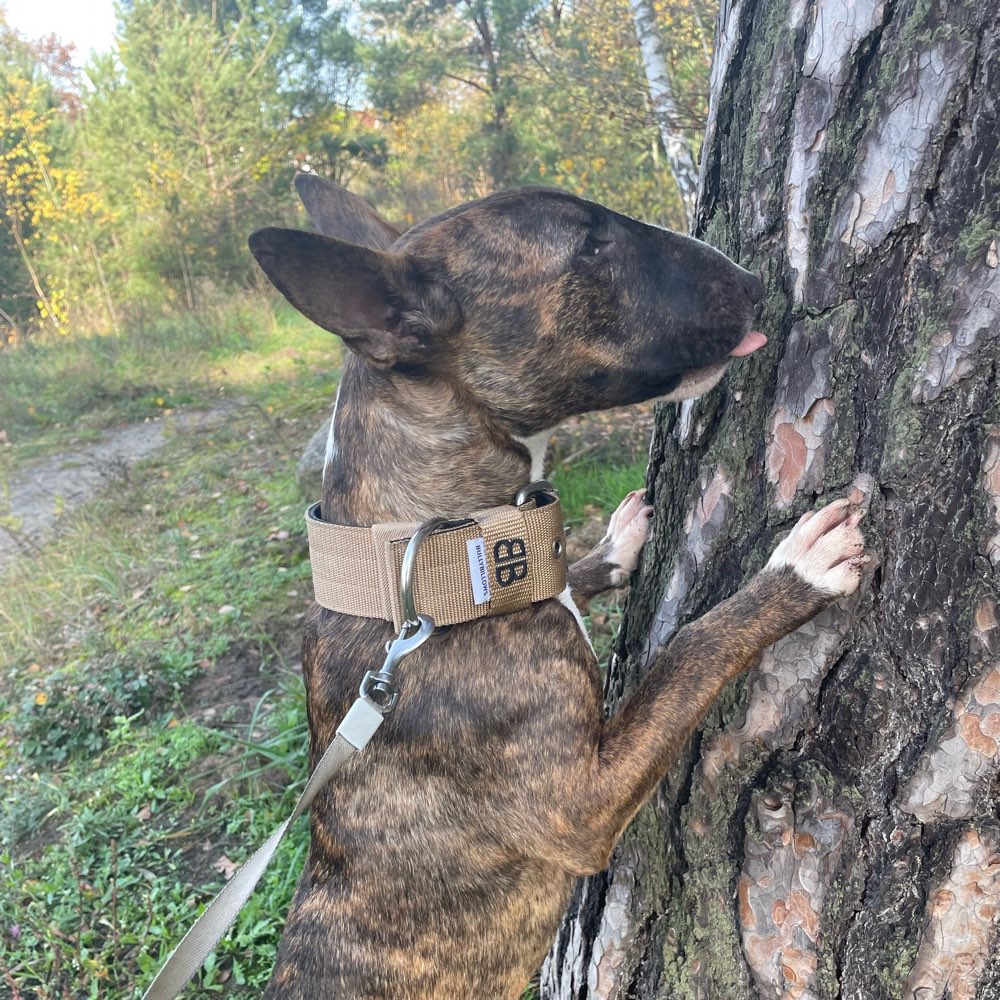 Hundetreffen-Verrückte Spielgefährten gesucht 🐶❤️-Profilbild