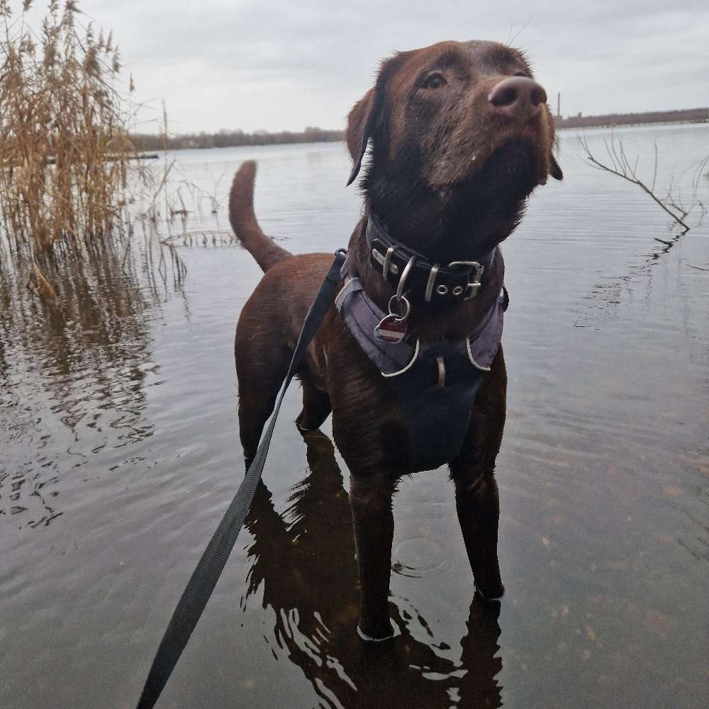 Hundetreffen-Hundetreff, neue Hundefreunde, gemeinsames Training-Profilbild