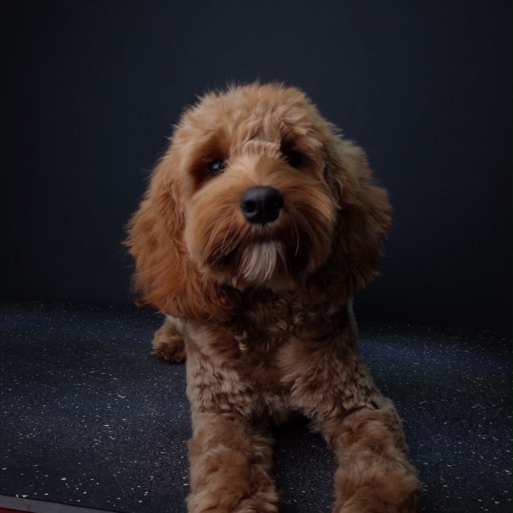 Hundetreffen-Verspielter Partner in Crime gesucht-Profilbild