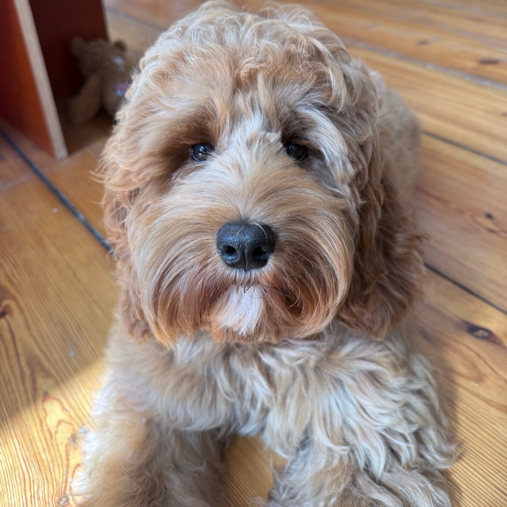 Hundetreffen-Welpentreffen-Profilbild