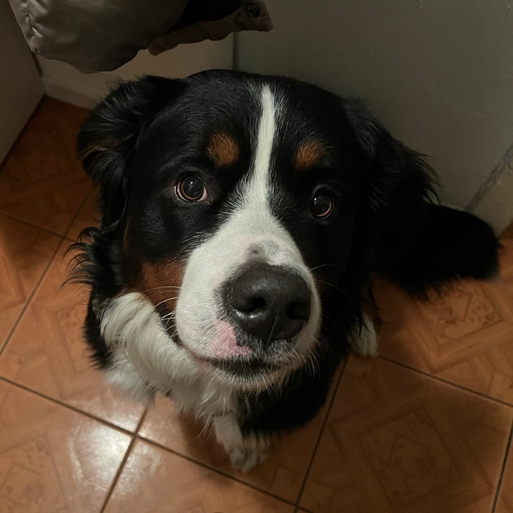 Hundetreffen-Gemeinsame Spaziergänge-Profilbild