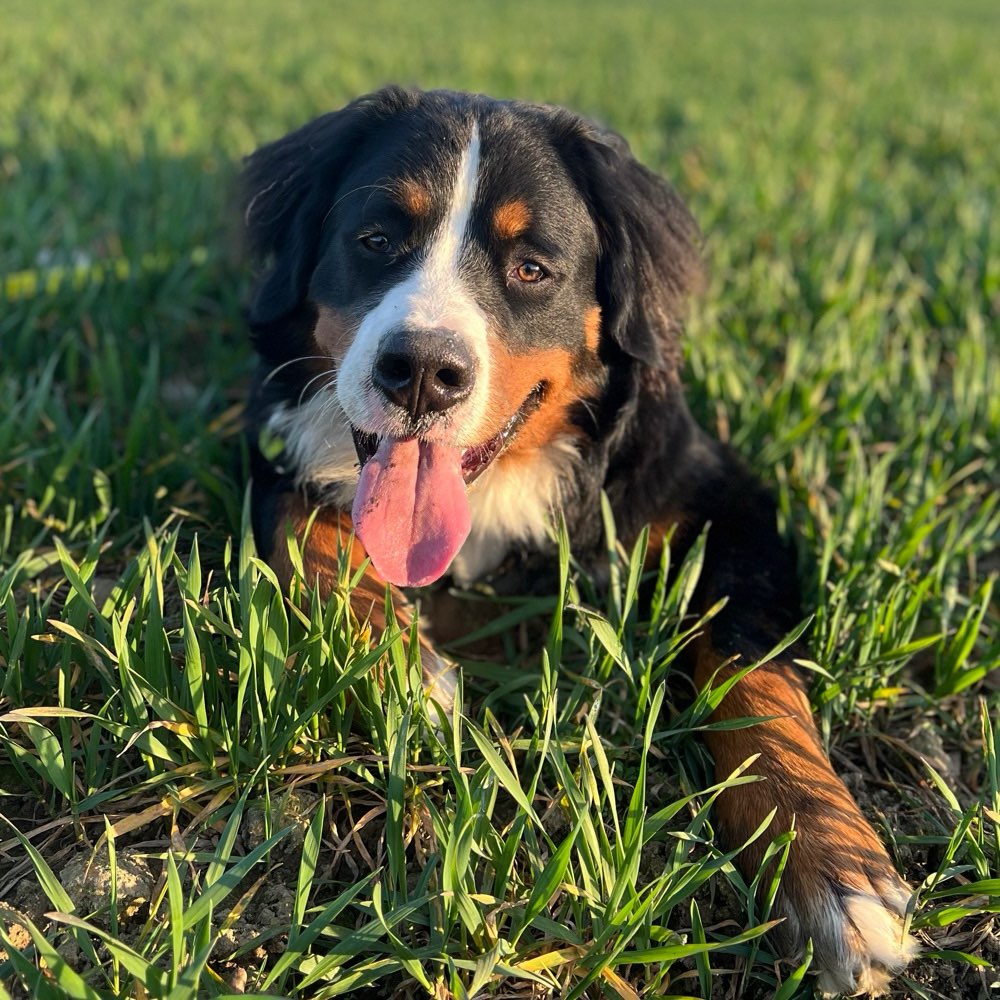 Hundetreffen-Gemeinsame Spaziergänge-Profilbild