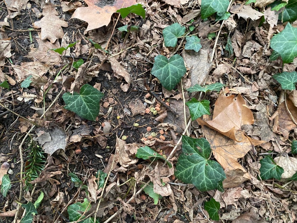 Giftköder-Ausgelegte Leckerlis-Profilbild