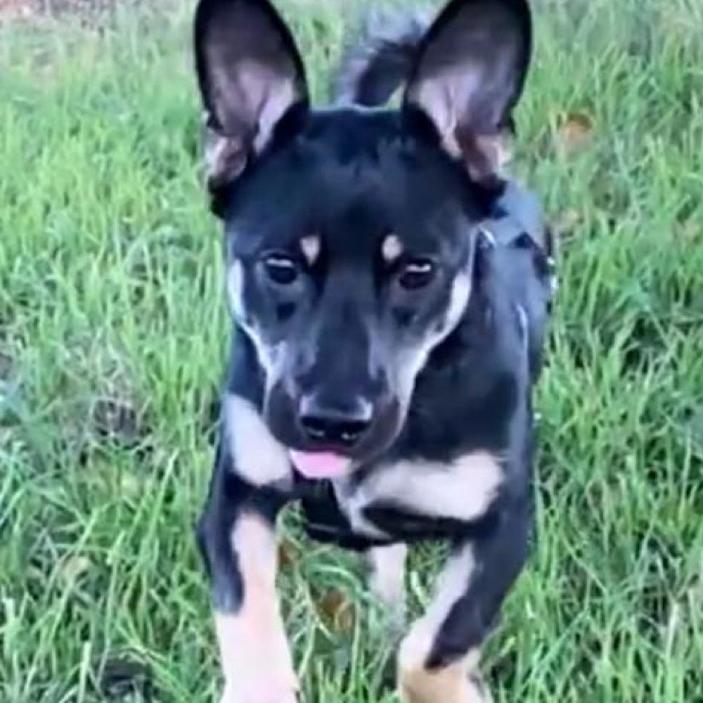 Hundetreffen-Spielrunde, Gassirunde-Profilbild