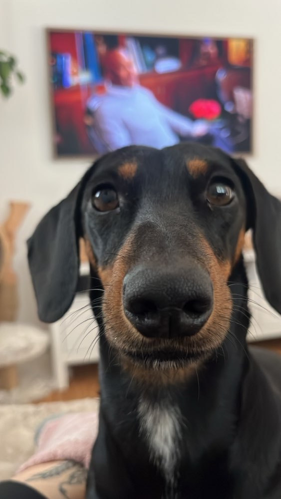 Hundetreffen-Spieltreffen in eingezäuntem Gelände-Profilbild