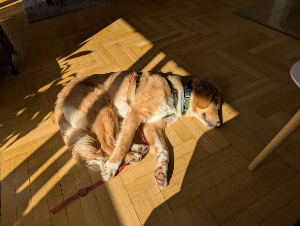 Hundetreffen-Spieltreffs und Social Walks-Profilbild