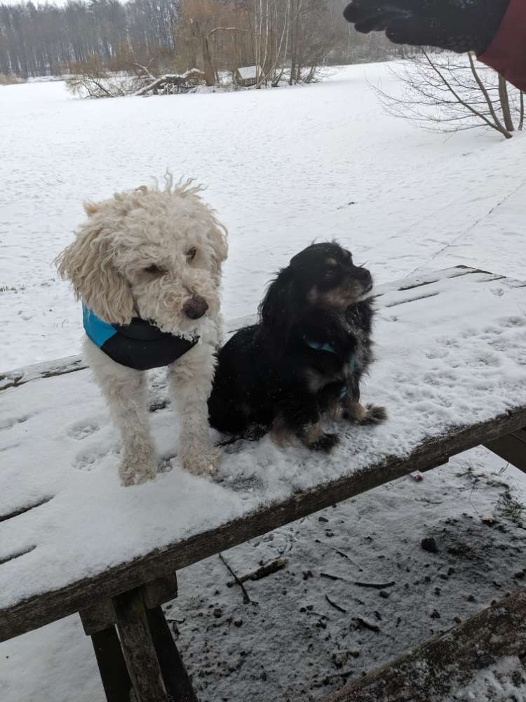 Hundetreffen-Spieltreffen-Profilbild