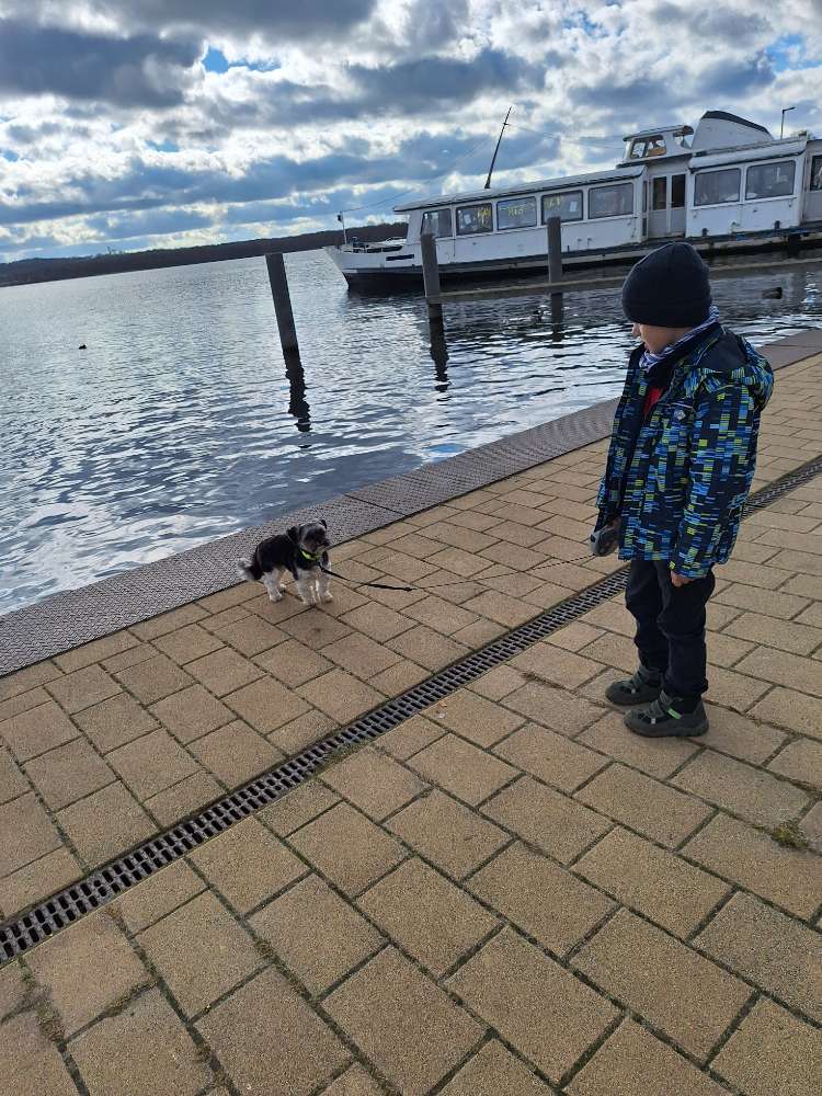 Hundetreffen-Hundetreffen zum Spazieren und spielen-Profilbild