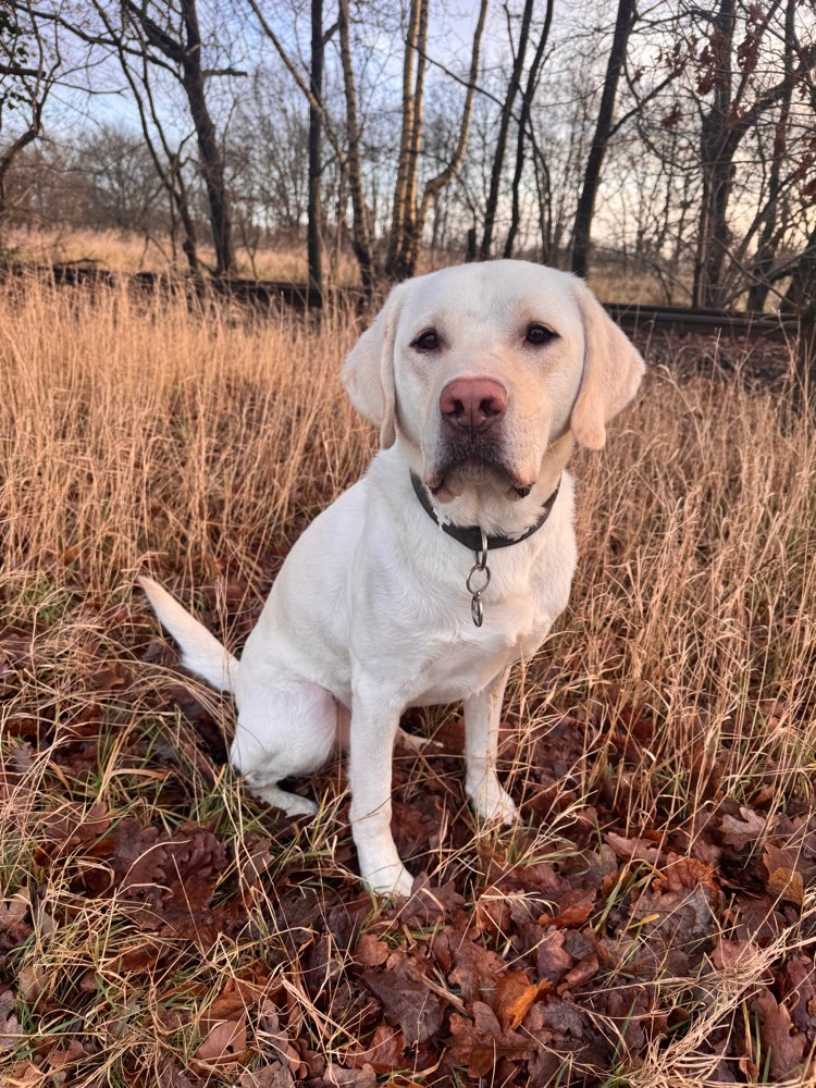 Hundetreffen-Hundefreund gesucht-Profilbild