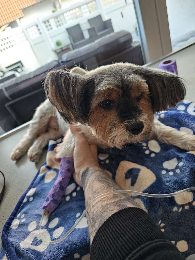 Giftköder-Gift/Giftköder-Profilbild