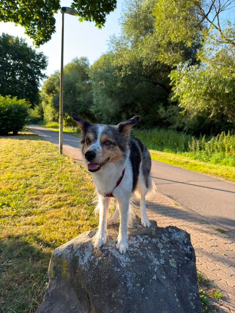 Hundetreffen-Gemeinsame Gassirunden und Hundebegegnungen-Profilbild