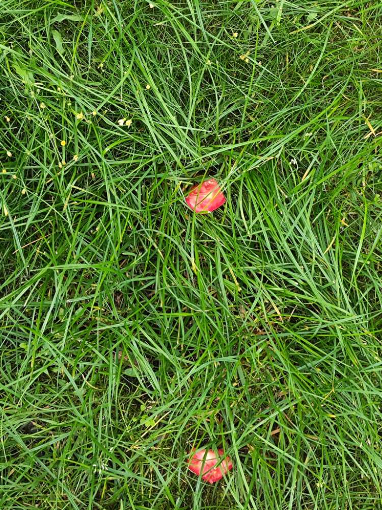 Giftköder-Vermutung Giftköder-Profilbild