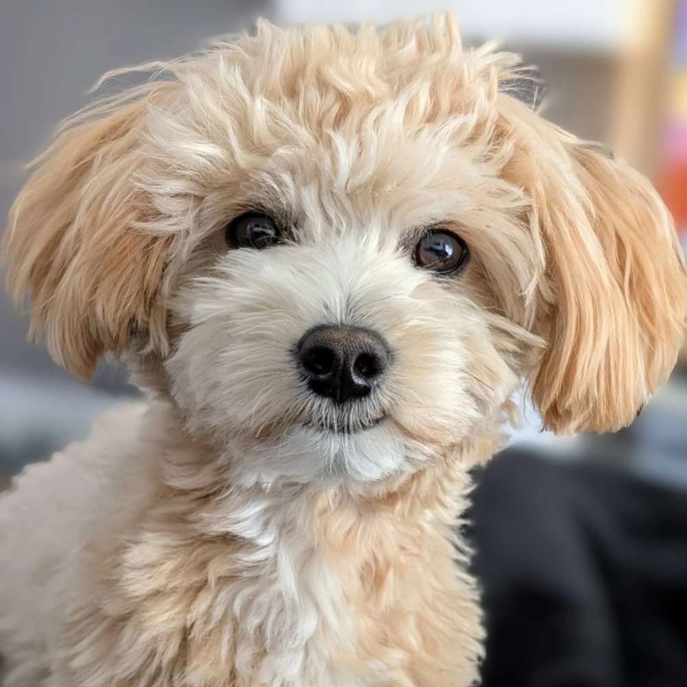 Hundetreffen-Sam sucht Freunde zum Lernen, Toben und Spazieren gehen-Profilbild