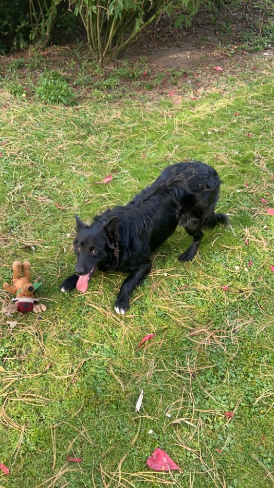 Hundetreffen-Playdate und Gassi-geh-buddies gesucht!!-Profilbild