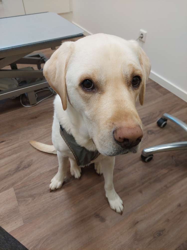 Hundetreffen-Gemeinsame Spaziergänge-Profilbild