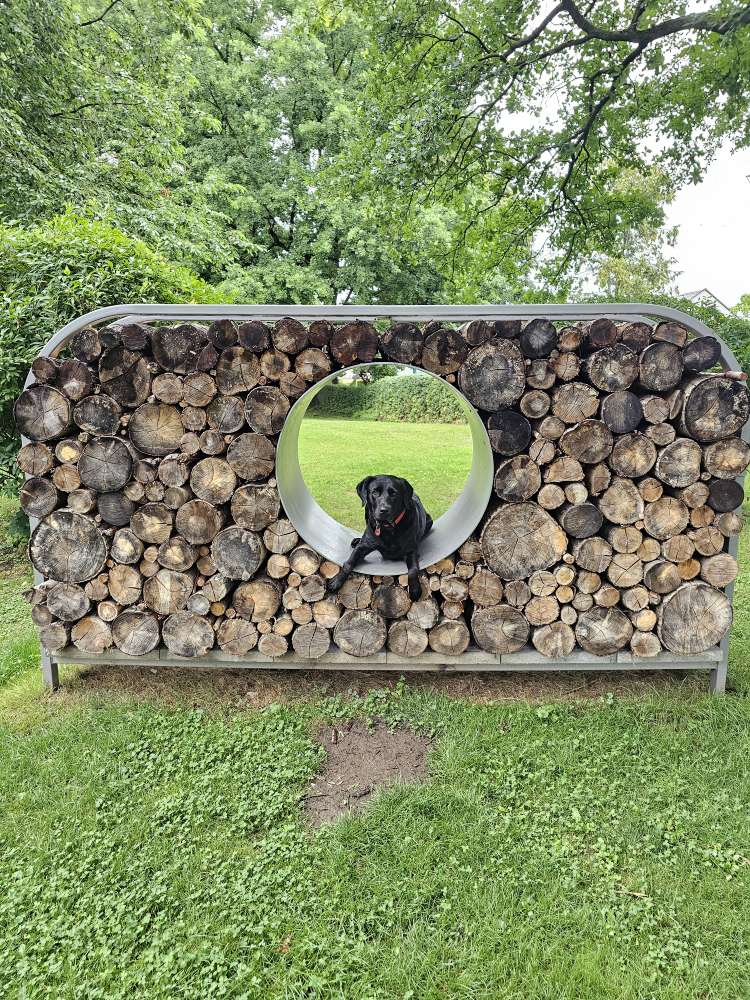 Hundetreffen-Suche Gruppe für Training und gemeinsame Ausflüge-Profilbild