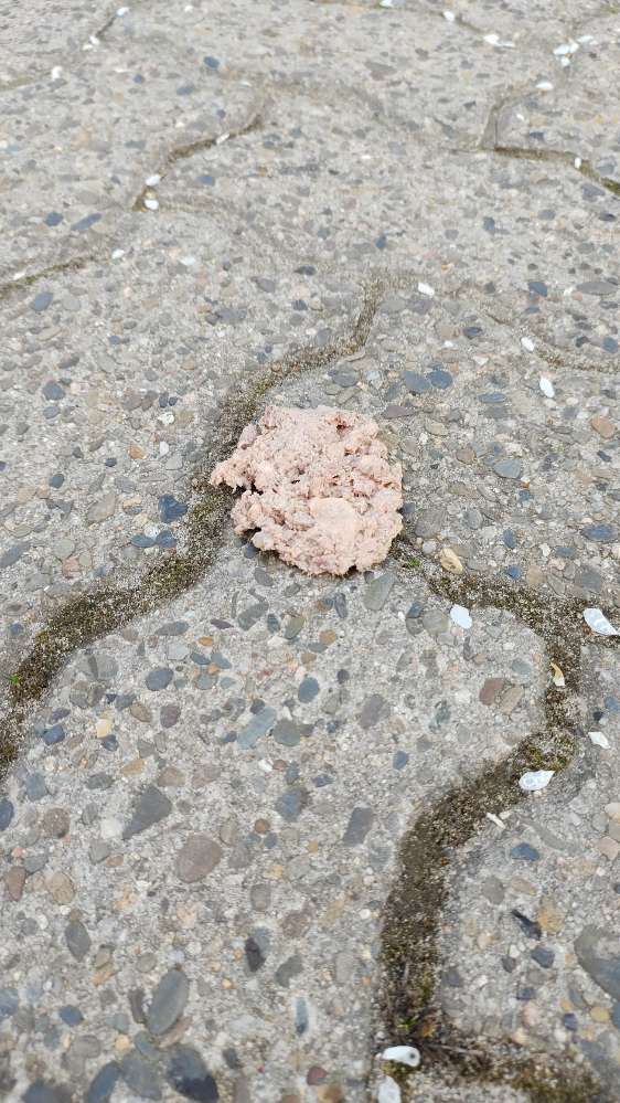 Giftköder-Verdächtige Fleischbälle-Profilbild