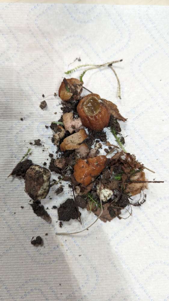 Giftköder-Wurststückchen unter Laub-Profilbild