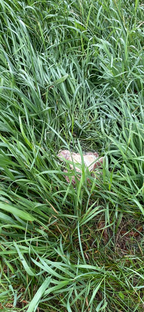 Giftköder-Fleischabfälle-Profilbild