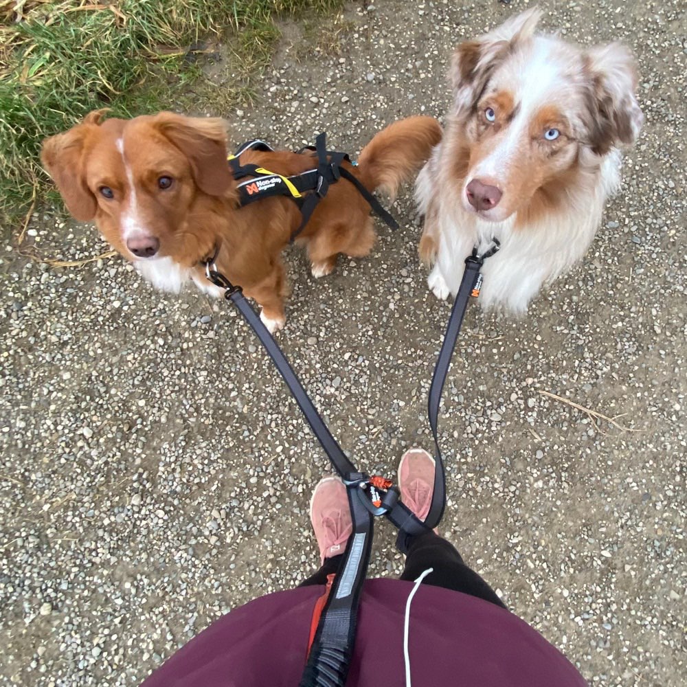 Hundetreffen-Canicross Trainings Partner gesucht-Profilbild