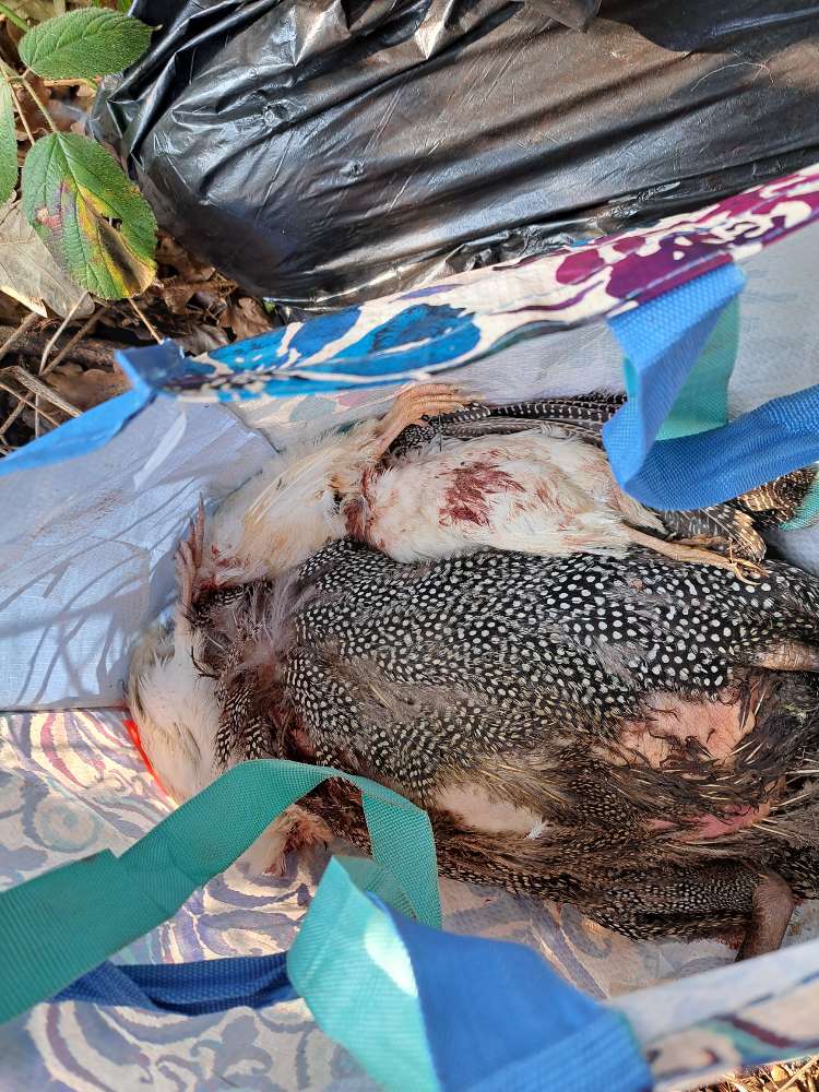 Giftköder-Tote Hühner-Profilbild