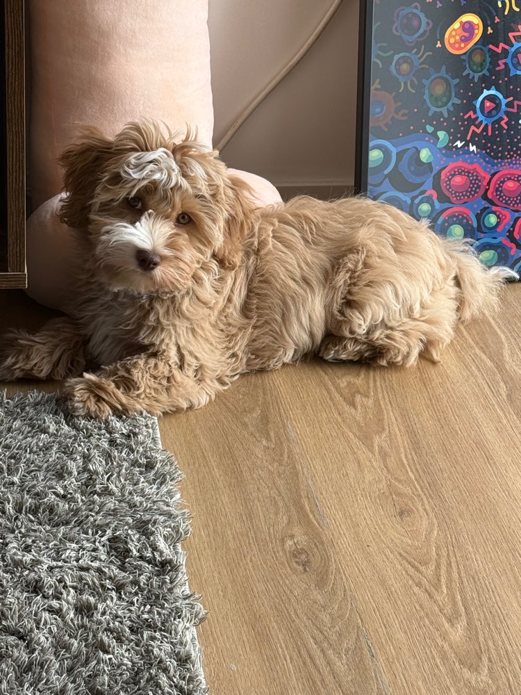 Hundetreffen-Puppies playdate-Profilbild