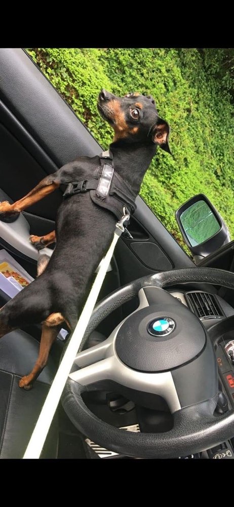 Suchmeldung-Pascha-Profilbild